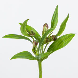 10x Alstroemeria carline 70cm