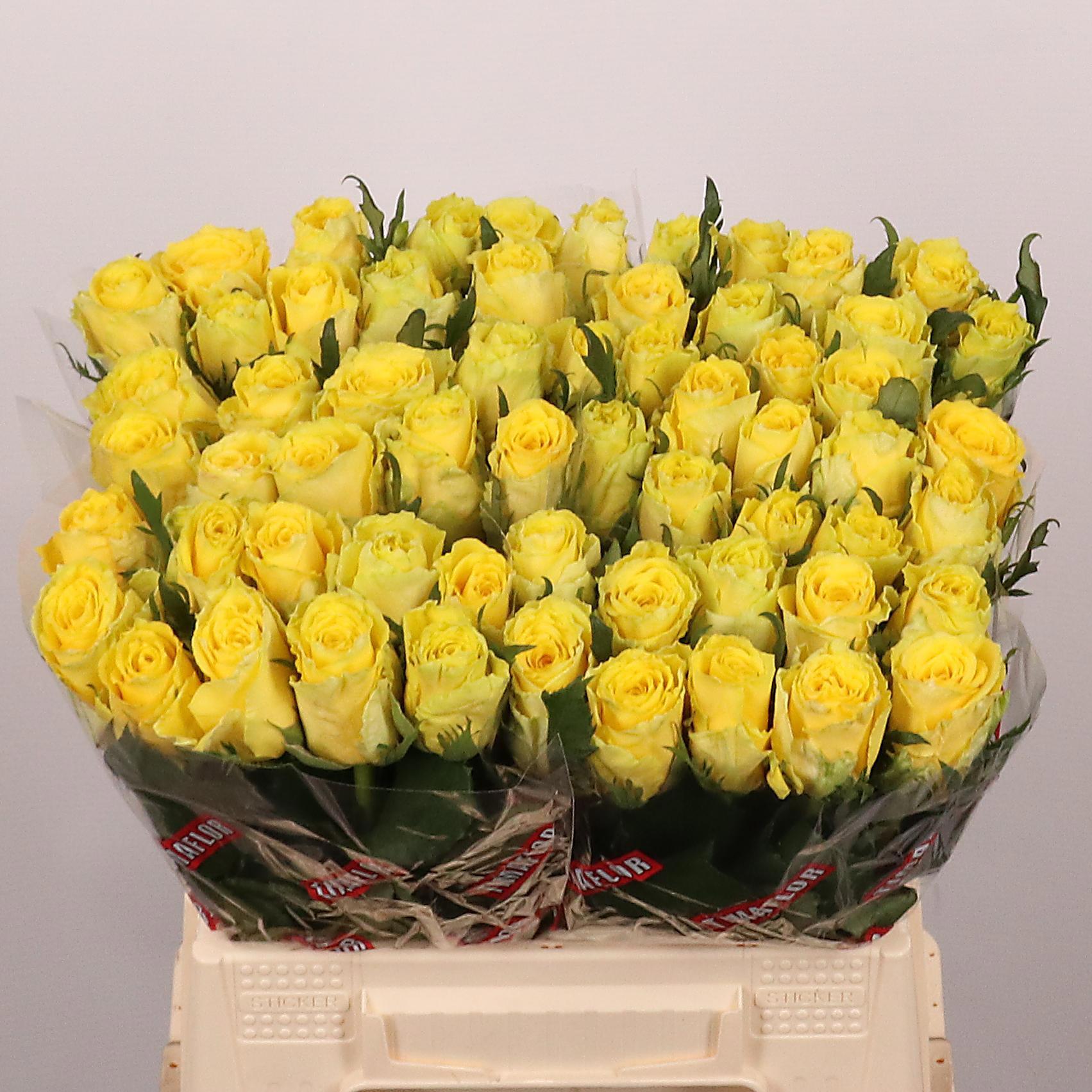 20x Rosa good times 40cm