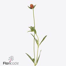 50x Gomphrena haageana 50cm