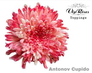 20x Chrysant antonov cupido 60cm