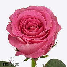 10x Rosa water game 70cm