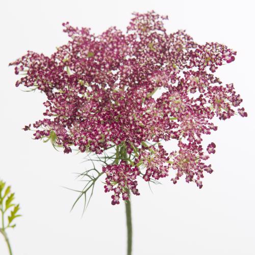 20x Daucus dara 60cm