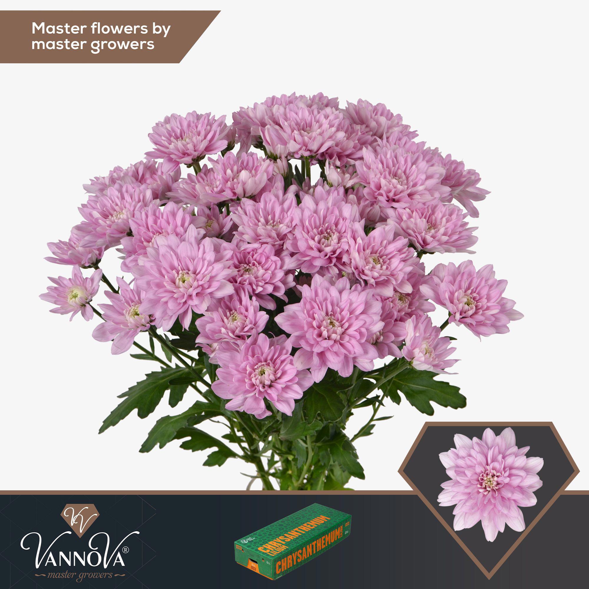 10x Chrysant baltica pink 70cm