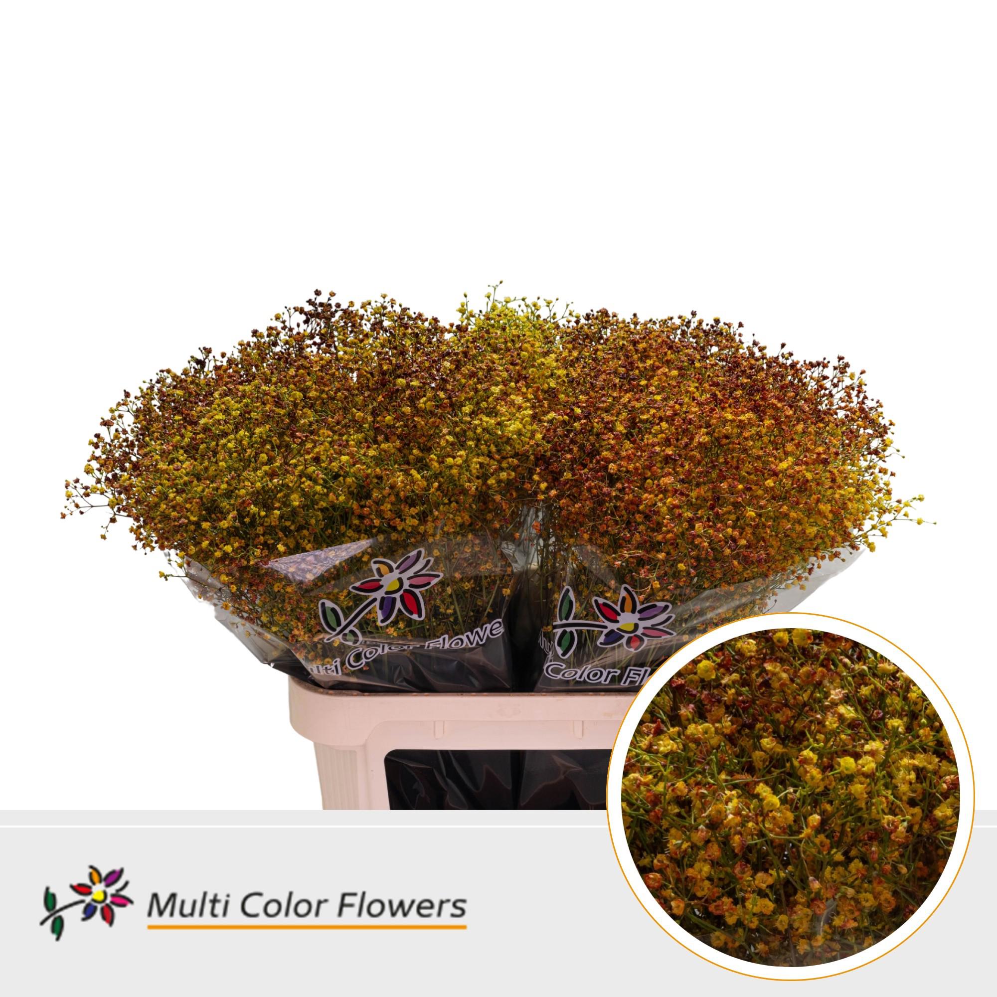 25x Gipskruid m.stars herfst 80cm