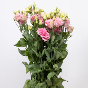 10x Eust.alissa rose du 70cm