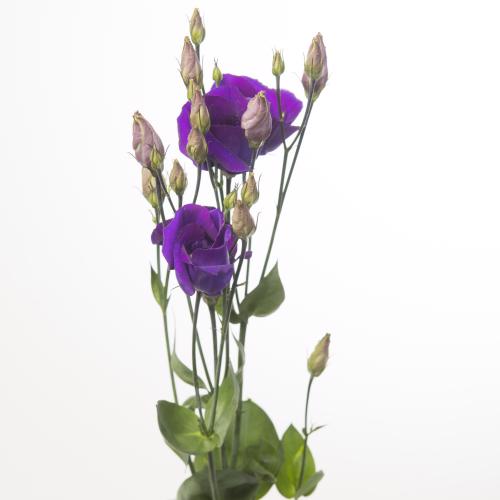10x Eust.piccolo violet en 70cm