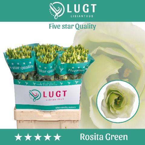 10x Eust.rosita green du 70cm