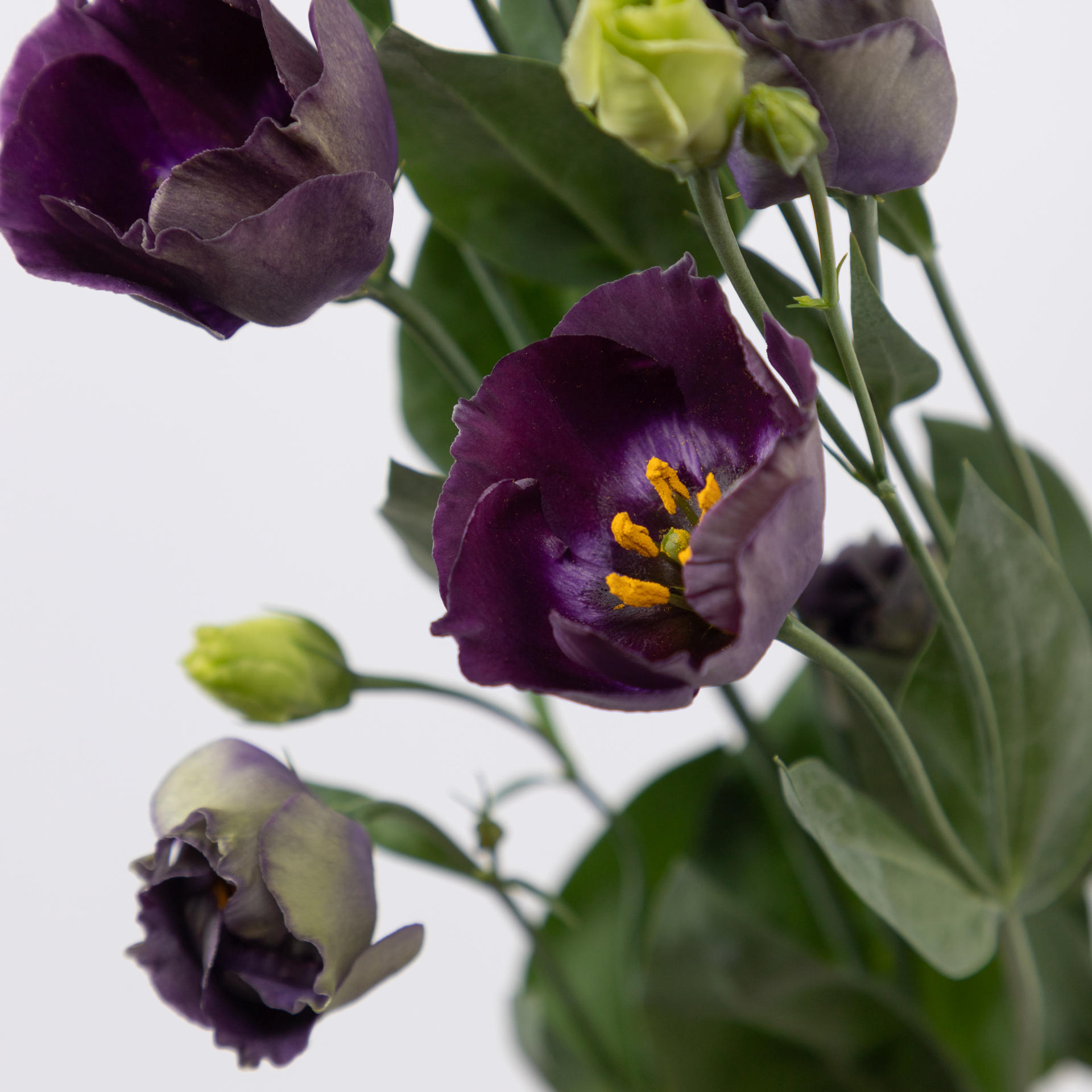 10x Eust.bohemian black violet en 70cm