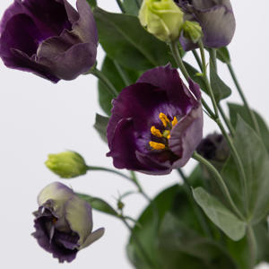 10x Eust.bohemian black violet en 70cm
