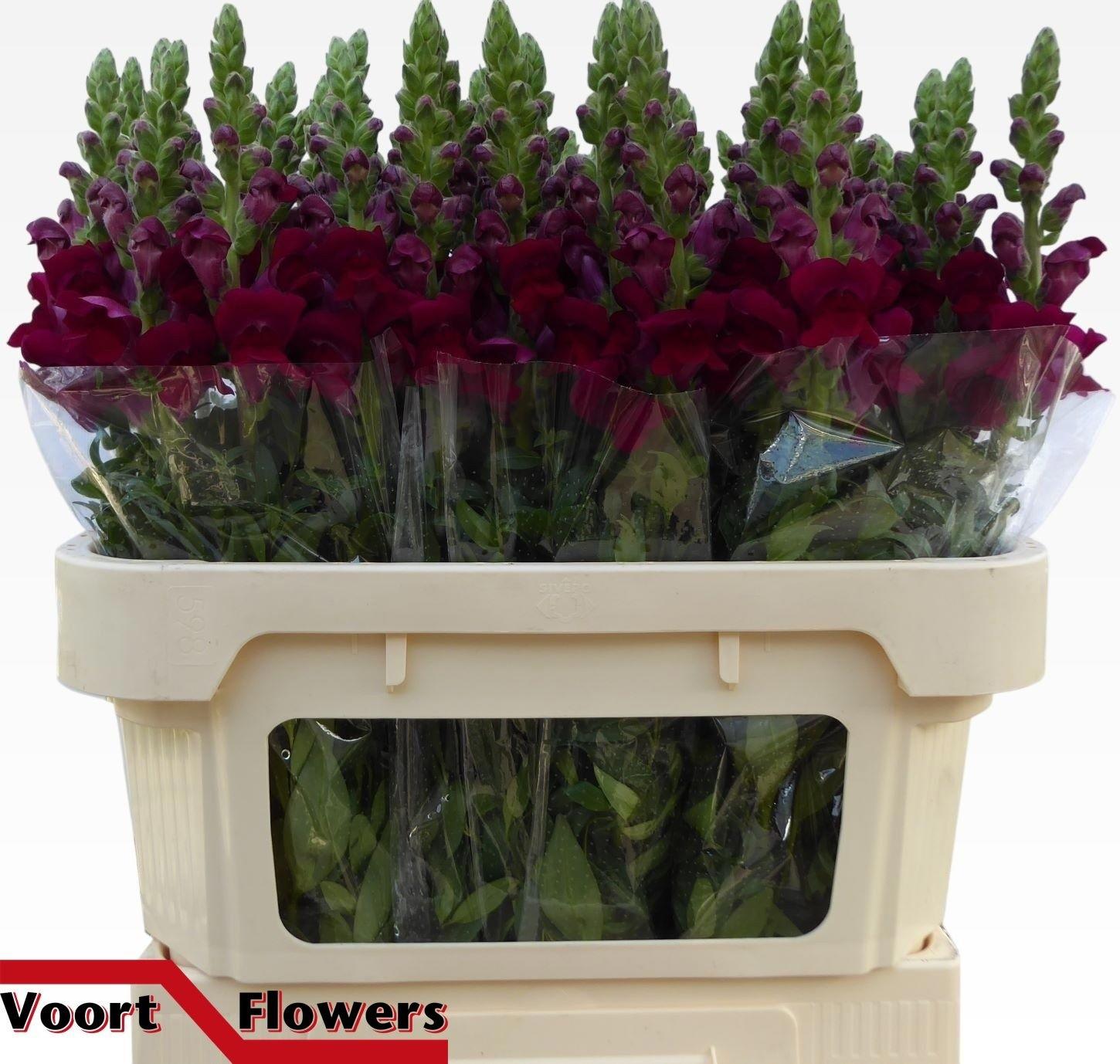 10x Antir.pot.crimson 70cm