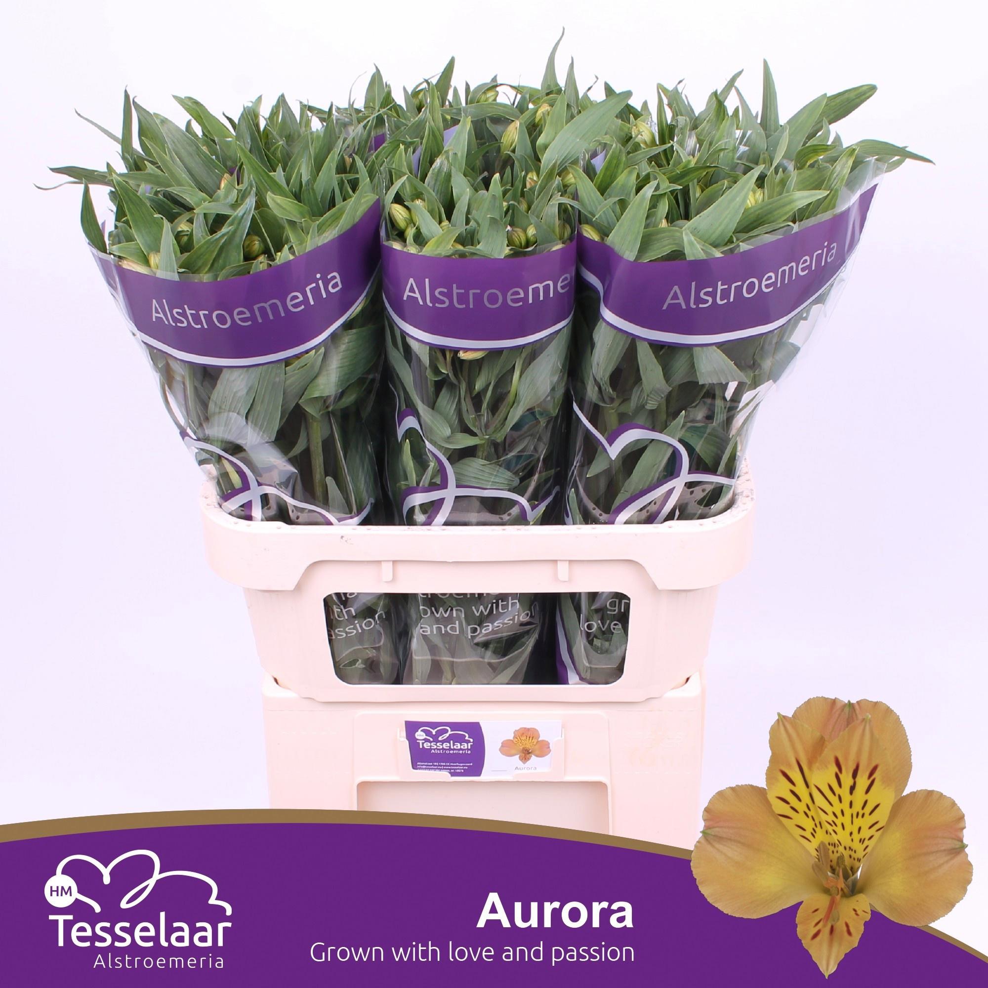 10x Alstroemeria aurora 70cm