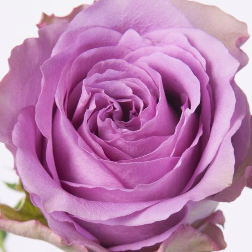 20x Rosa nightingale! 50cm