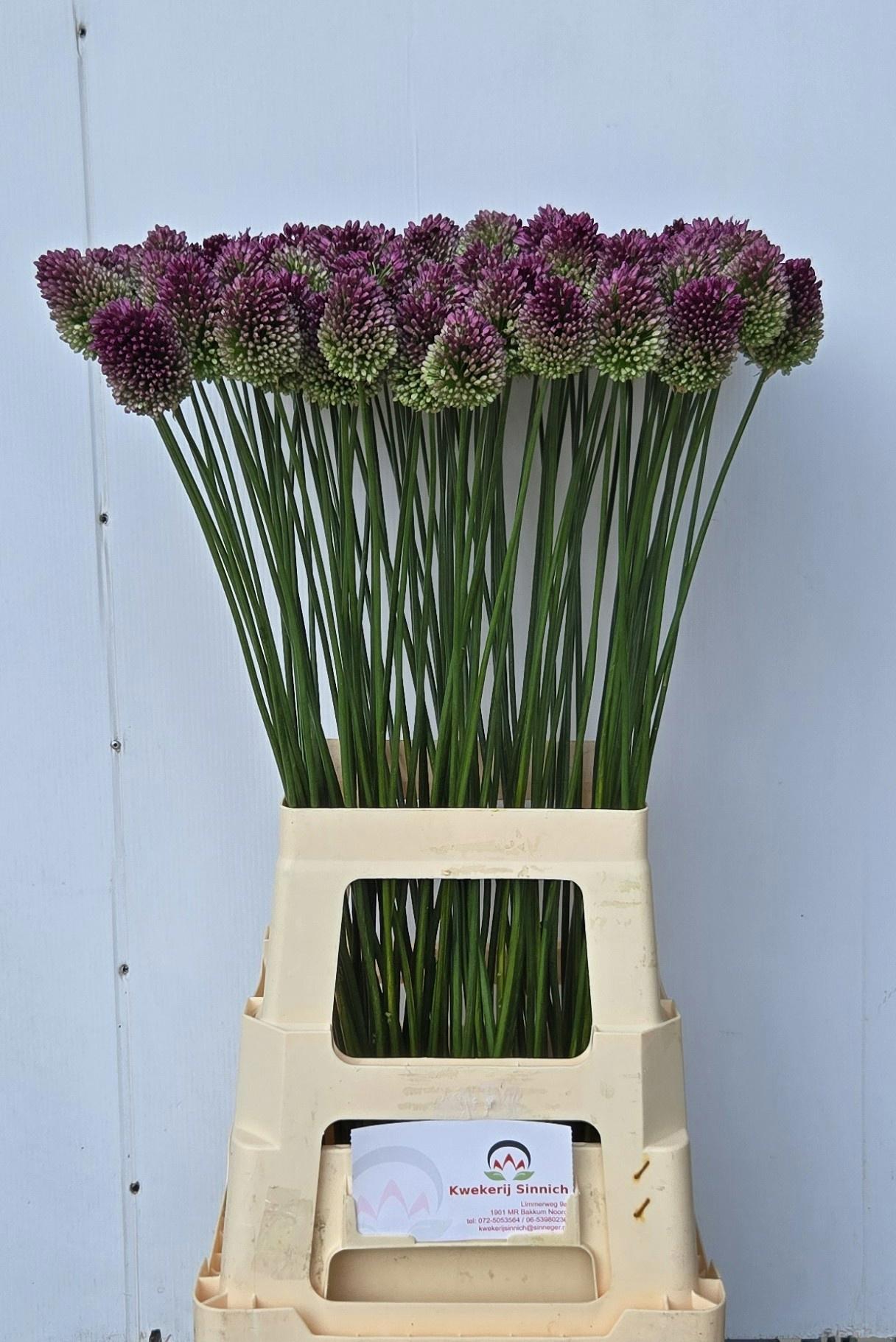 10x Allium sphaer.(kogel) 70cm