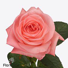 10x Rosa big girl 50cm