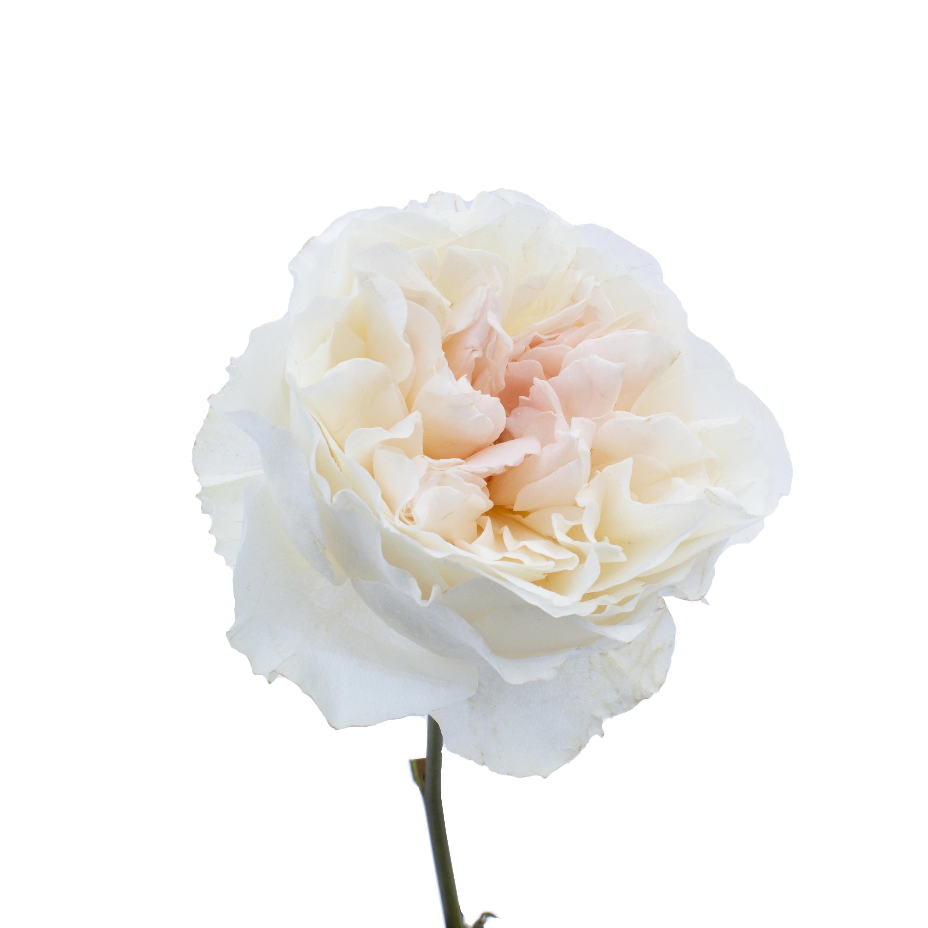 24x Rosa david austin eugenie 50cm