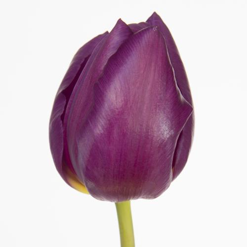 50x Tulipa purple valley en 40cm
