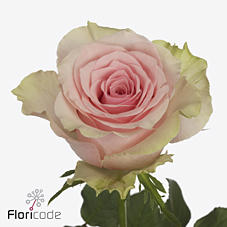 20x Rosa tango 50cm