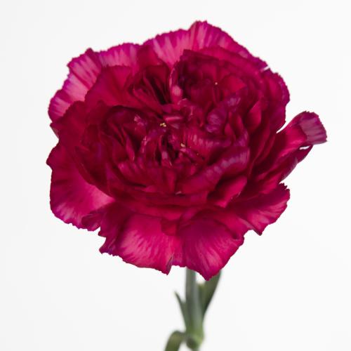 20x Dian.st.purple storm+ 60cm