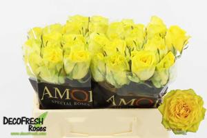 20x Rosa sunchaser 30cm