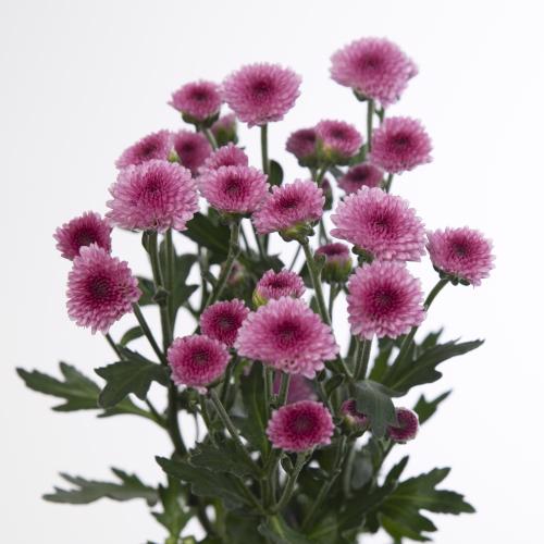 25x Chrysant san.madiba tyolo pink 50cm