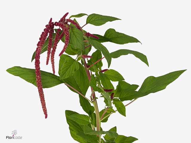 10x Amaran.hang love lies bleeding 80cm