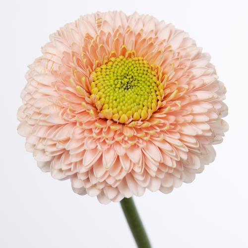 60x Germ.pomponi belfi 40cm
