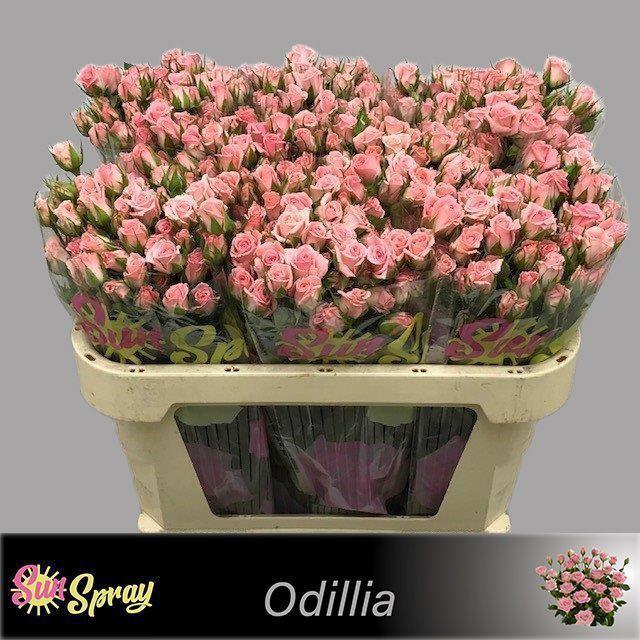 10x Rosa odilia 70cm
