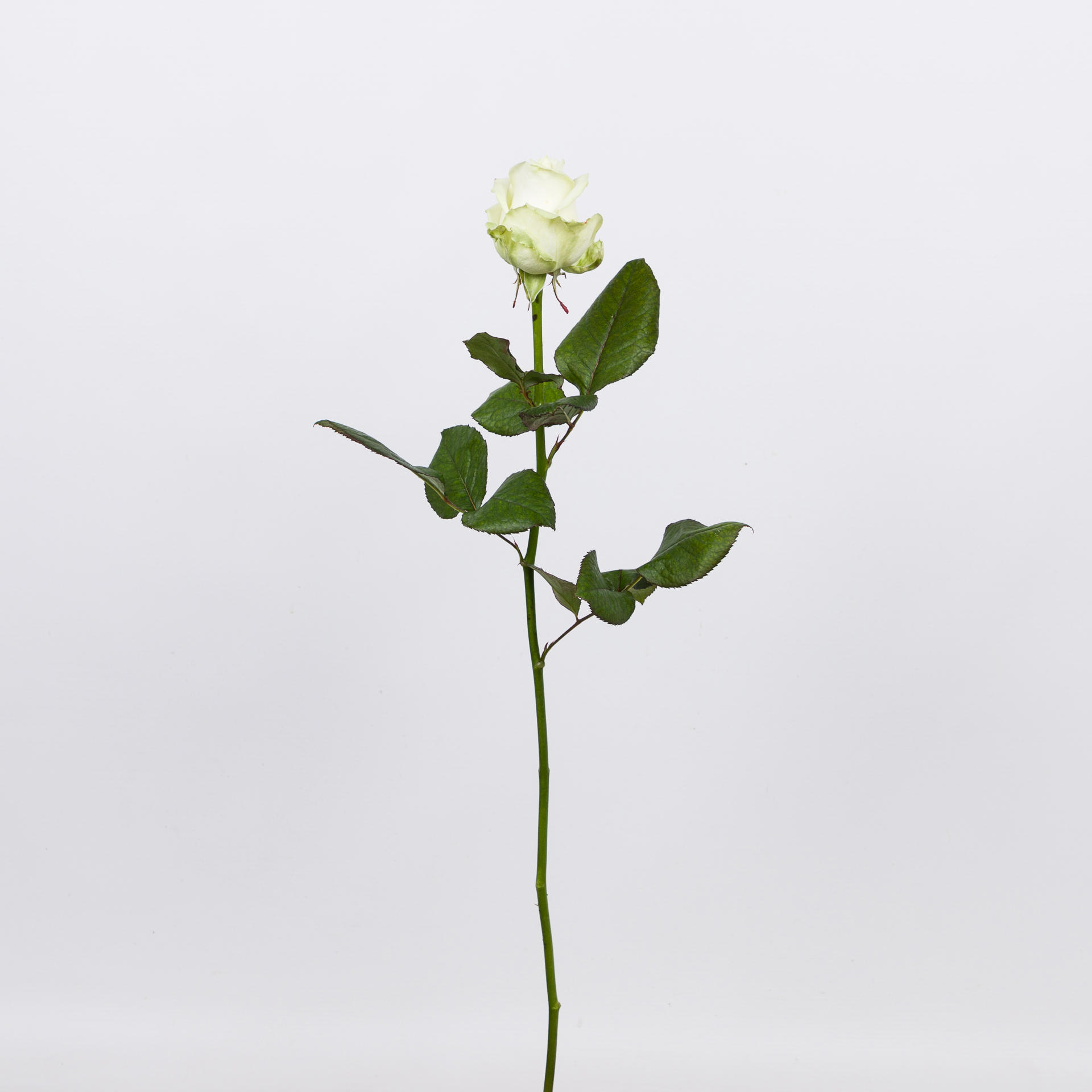 10x Rosa avalanche+ 60cm