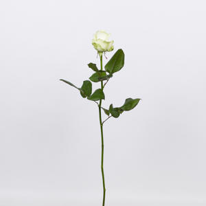 10x Rosa avalanche+ 60cm
