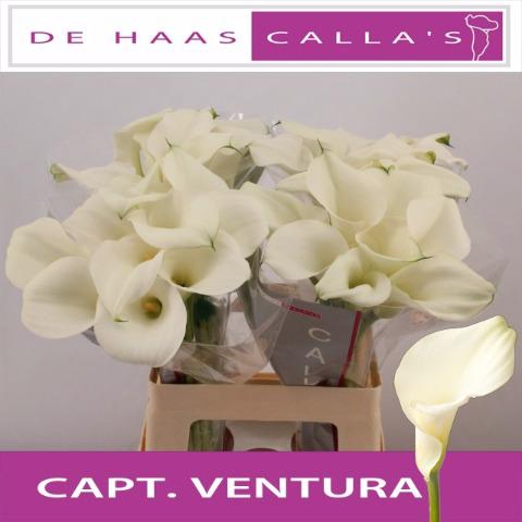 10x Zant.capt.ventura 60cm