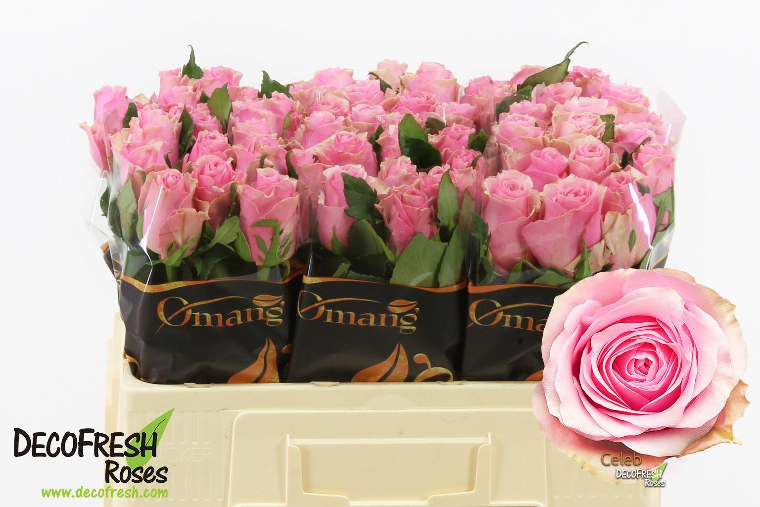 20x Rosa celeb 50cm
