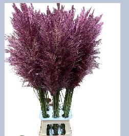 30x Sg cortaderia selloana bruin/rood 80cm