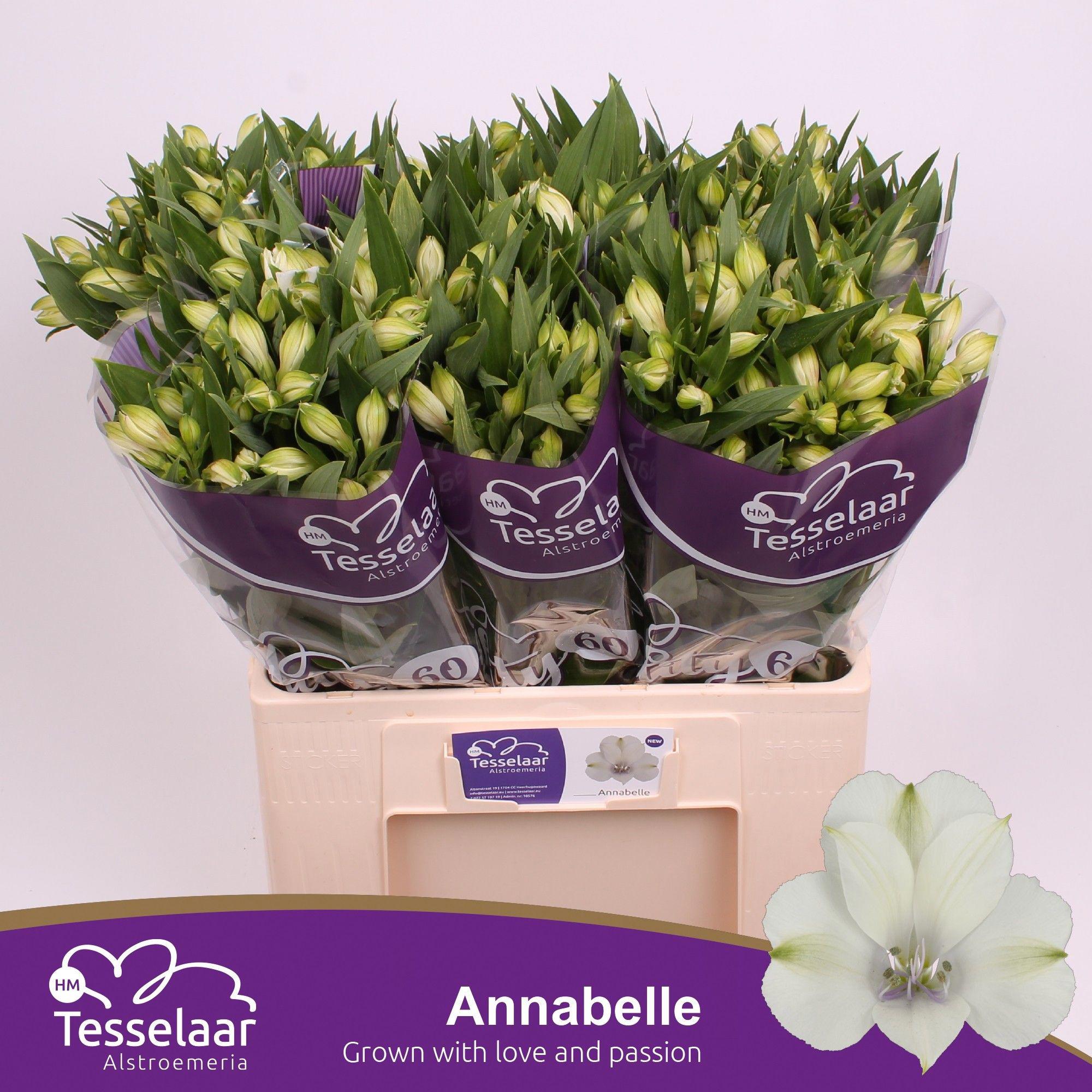 10x Alstroemeria annabelle 60cm