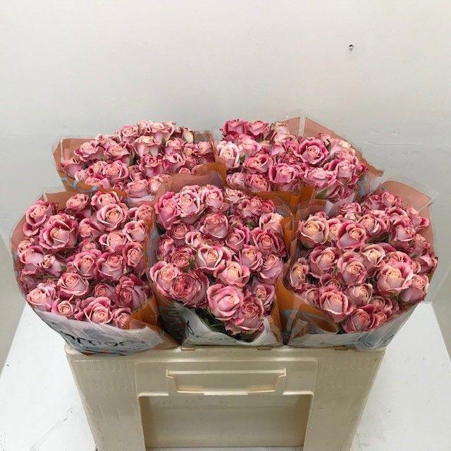 10x Rosa flinders lane 50cm