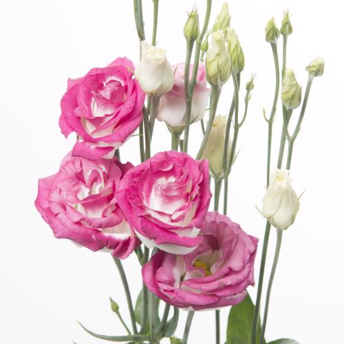 10x Eust.rosita hot lips du 70cm
