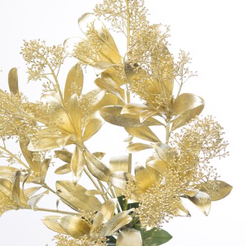 5x Skimmia goud 40cm
