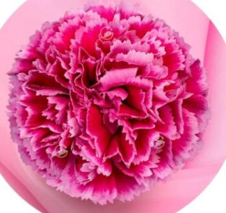 20x Dian.st.nobbio frenzy 70cm