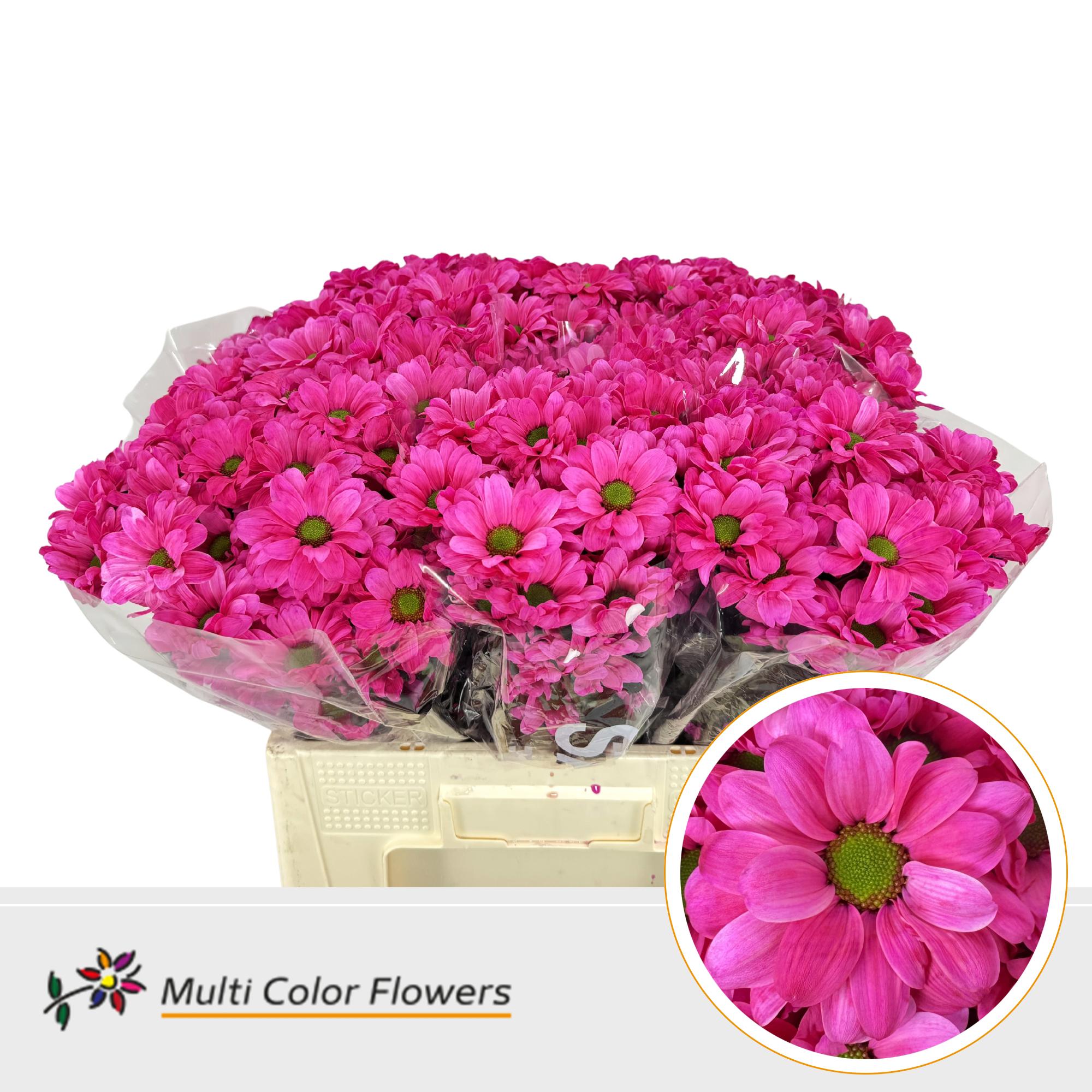 10x Chrysant overig 60cm