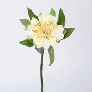 10x Alstroemeria fashionista couture 70cm