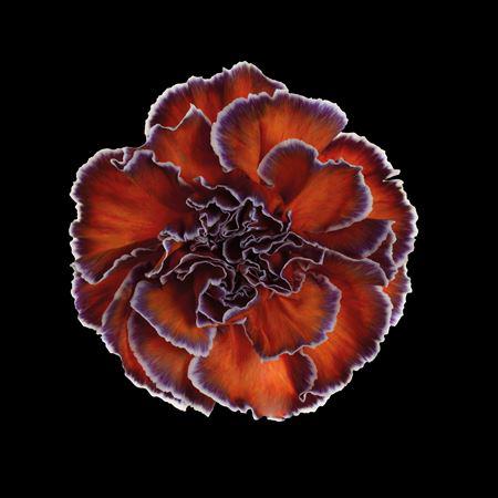 20x Dian.st. bonaire 60cm