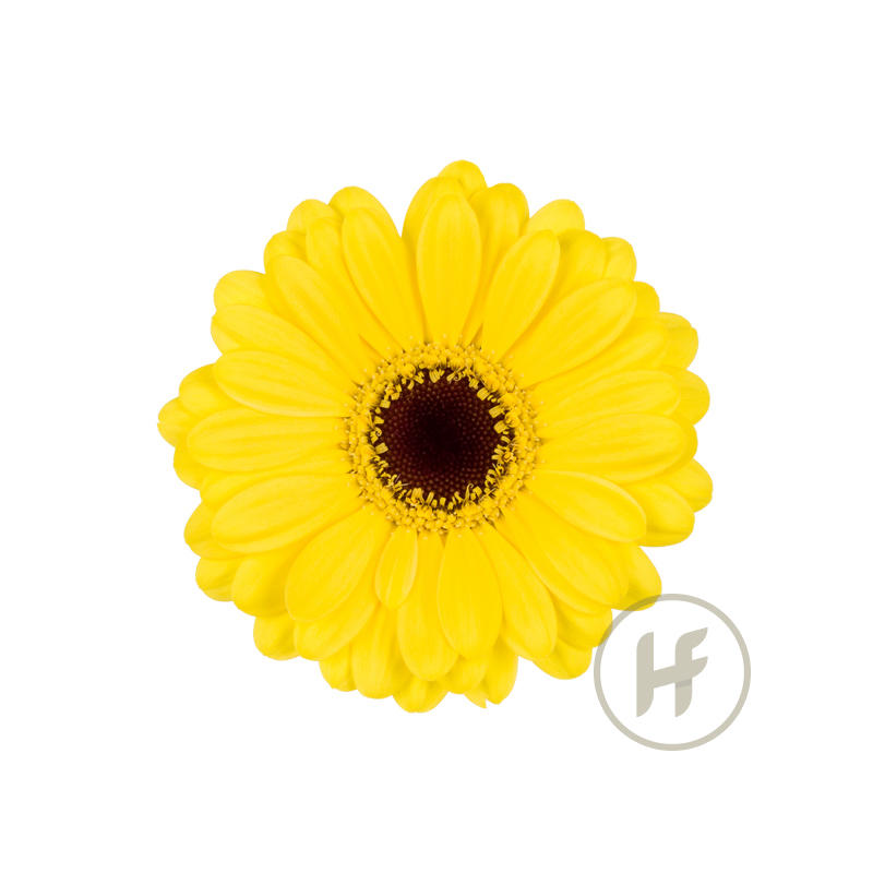20x Germ.sunshine 50cm