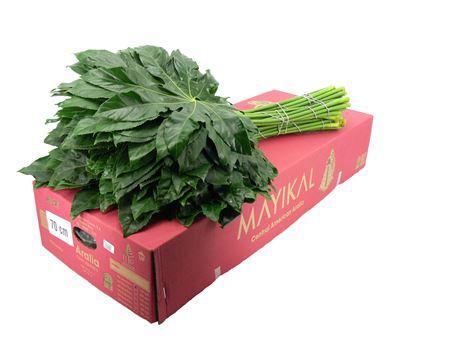 5x Sg aralia super xl 70cm