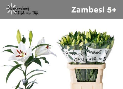 10x Lil.zambesi 80cm