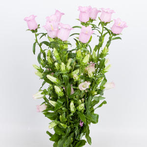 10x Camp.med.champ.pink 70cm