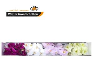25x Phal.mix var.