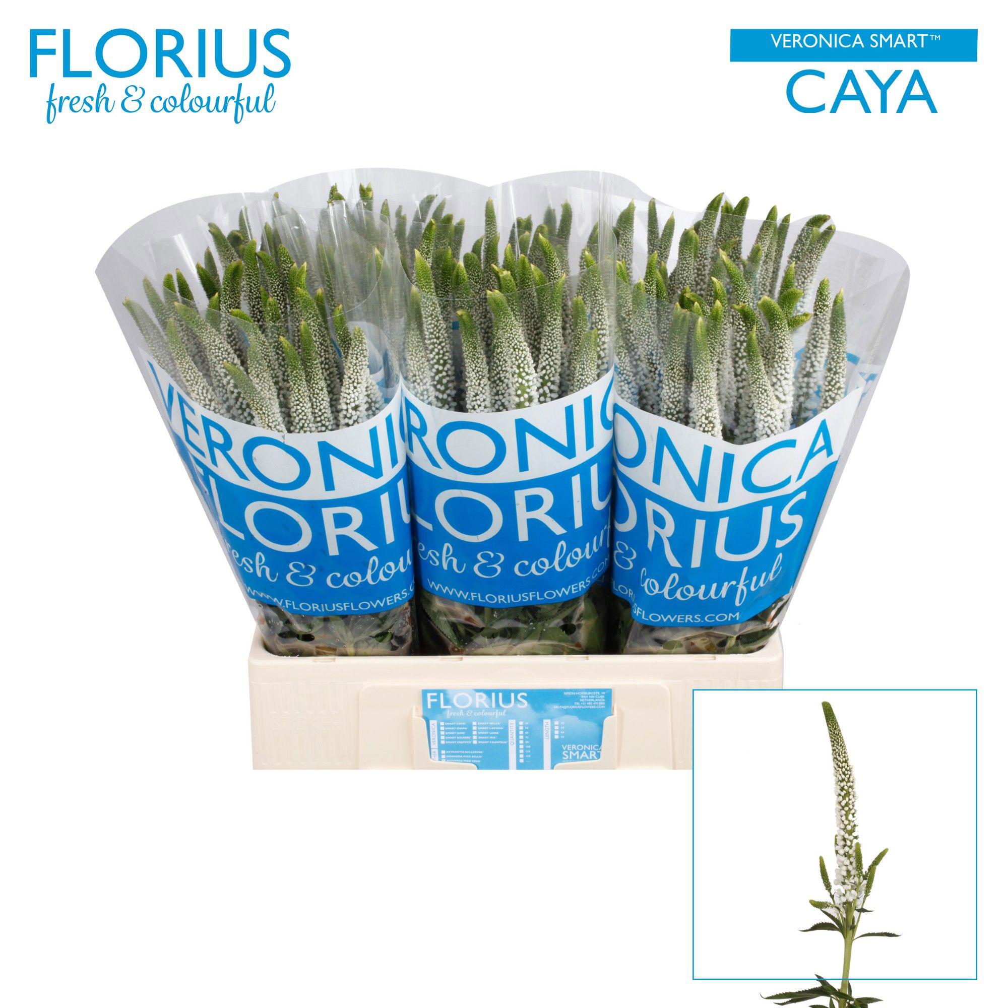 25x Veron.caya 60cm