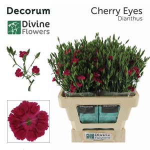 20x Dian.eolo divi cherry eyes 60cm