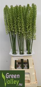 10x Eremur.obelisk 80cm