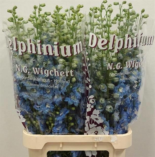 10x Delph.dewi ice blue 80cm