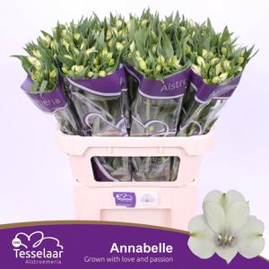 10x Alstroemeria annabelle 70cm